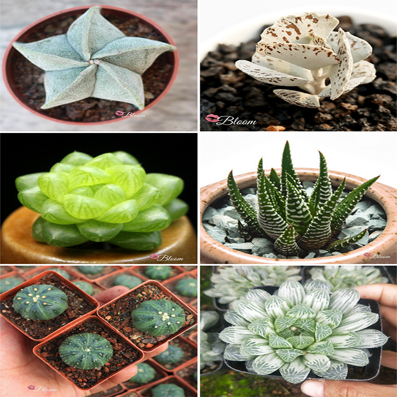 COLLECTOR SUCCULENTS SET OF 6