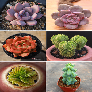 Top Selling Succulents Set Of 6