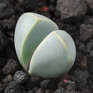 Lapidaria Margaretae