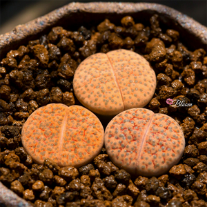 Lithop Fulviceps