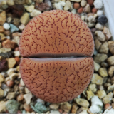 Lithops Acucampiae Var. Koelemanii (De Boer) D.T.Cole