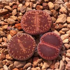 Lithops Aucampiae Ssp. Aucampiae V. Aucampiae