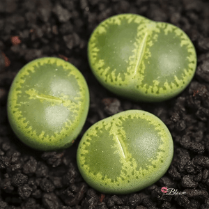 Lithops Lesliei Albinica