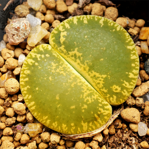 Lithops Lesliei ssp. lesliei v. lesliei (syn. luteoviridis)