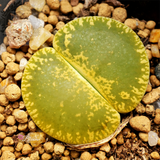 Lithops Lesliei ssp. lesliei v. lesliei (syn. luteoviridis)