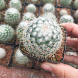 Mammillaria Bombycina Quehl