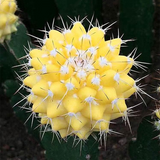 Mammillaria Carnea Zucc. Ex Pfeiff. Variegata