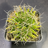 Mammillaria Decipiens Scheidw. Subsp. Camptotricha (Dams) D. R. Hunt