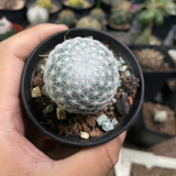 Mammillaria Humboldtii Ehrenb.