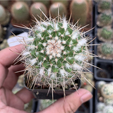 Mammillaria Karwinskiana Mart. Subsp. Nejapensis