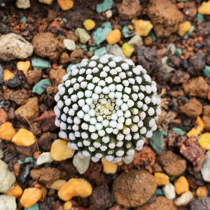 Mammillaria Luehyi G. S. Hinton