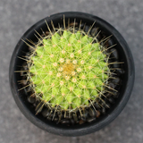 Mammillaria Marksiana Krainz.