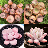 PINK SUCCULENTS FOR SALE - SET OF 4