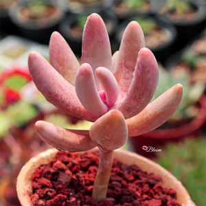 Pachysedum Ganzhou