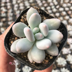 Pachyveria Elaine