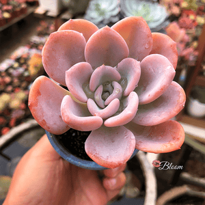 Pachyveria Orpet