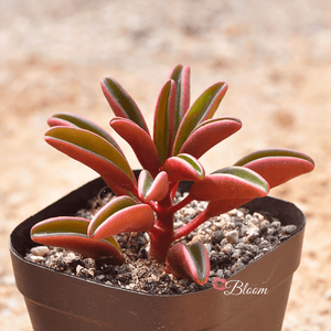 Peperomia Claveolens