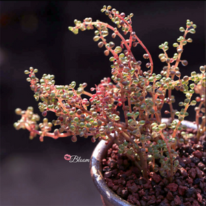 Pilea Serpyllacea Globosa