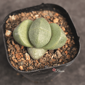 Pleiospilos Nelii