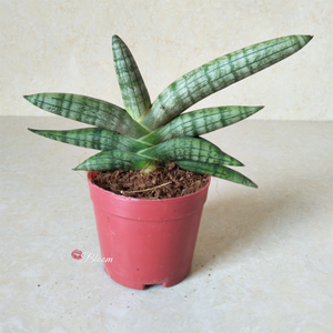 Sansevieria Boncellensis Dwarf