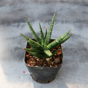 Sansevieria Fox Tail