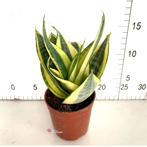 Sansevieria 'Hani'