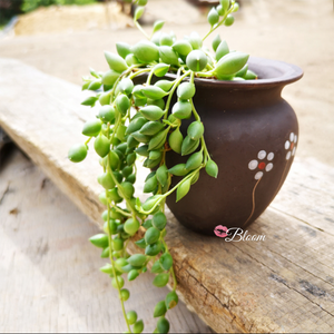 Senecio Rowleyanus