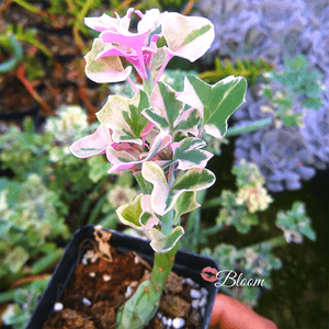 Senecio Articulatus 'Candlelight'