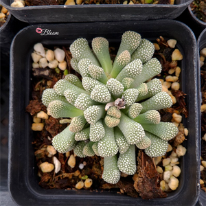 Titanopsis Calcarea