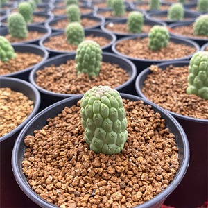 Trichocaulon Cactiforme Larryleachia Cactiformis