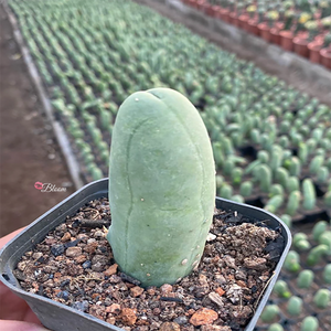 Trichocereus Bridgesii Forma Monstrose Inermis